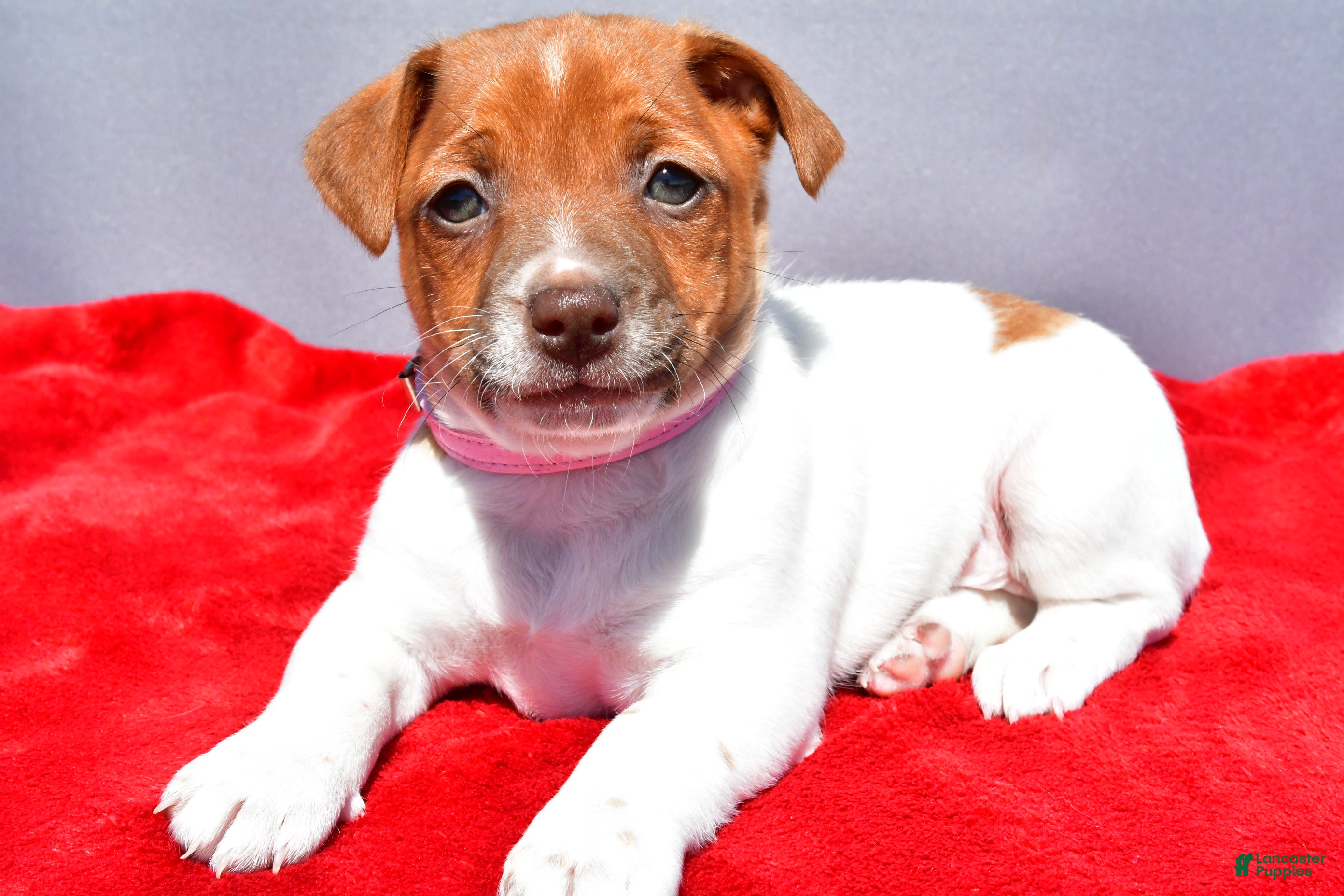 Jack Russell Terrier dogs Lilah - Ad 1