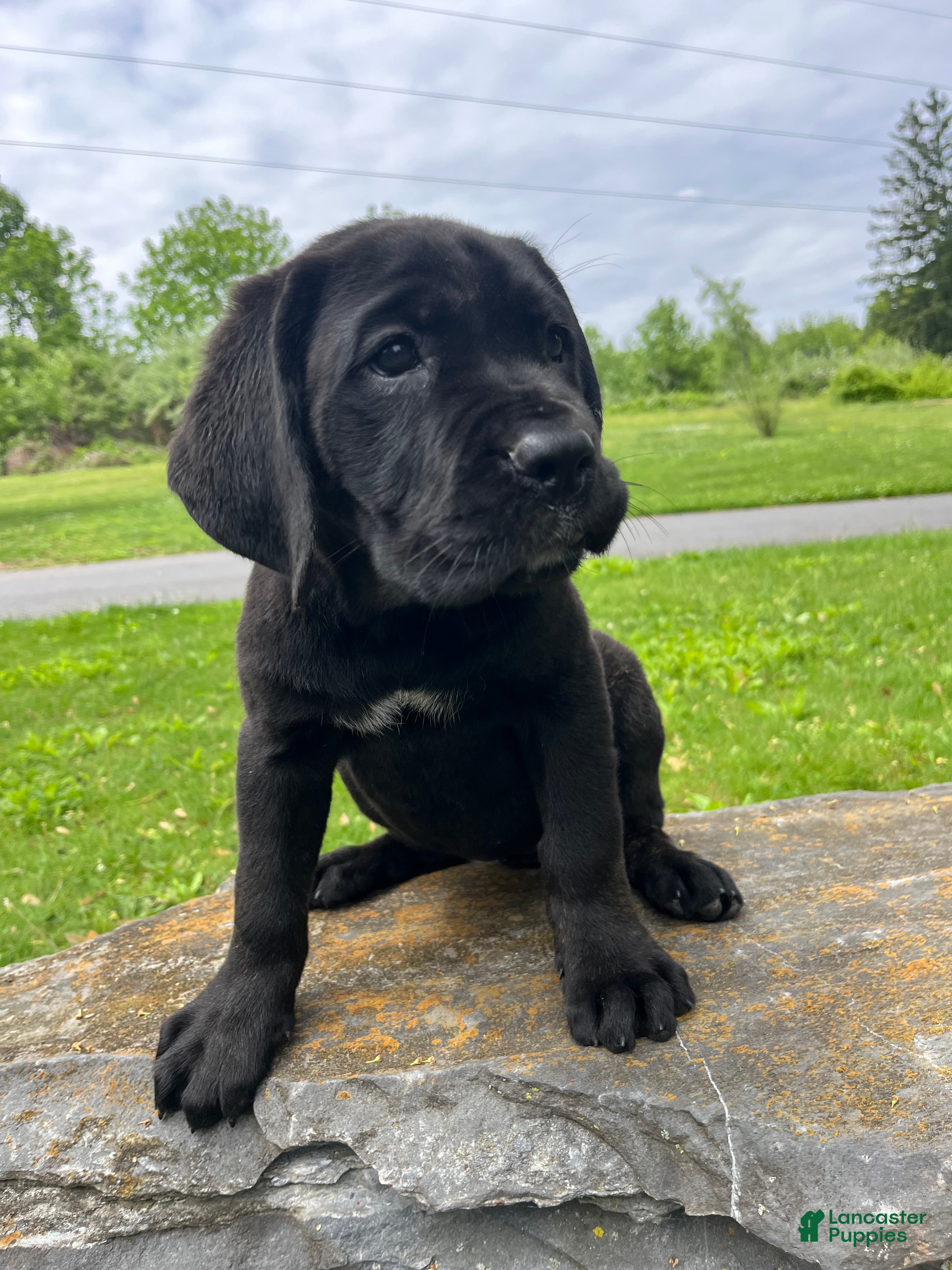 Cane Corso dogs Stella - Ad 2