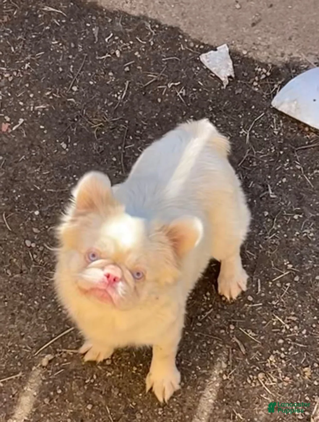 Mixed Breed dogs for sale: Zoey blue pied fluffy  - Ad 32
