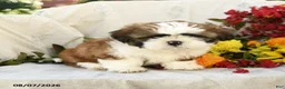 Shih Tzu dogs for sale: Rachael - Ad 4