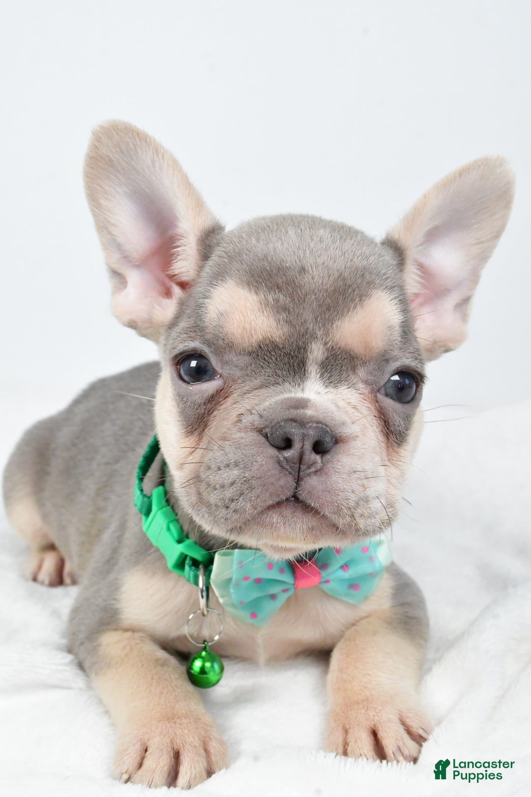 French Bulldog dogs for sale: Emily  - Ad 6