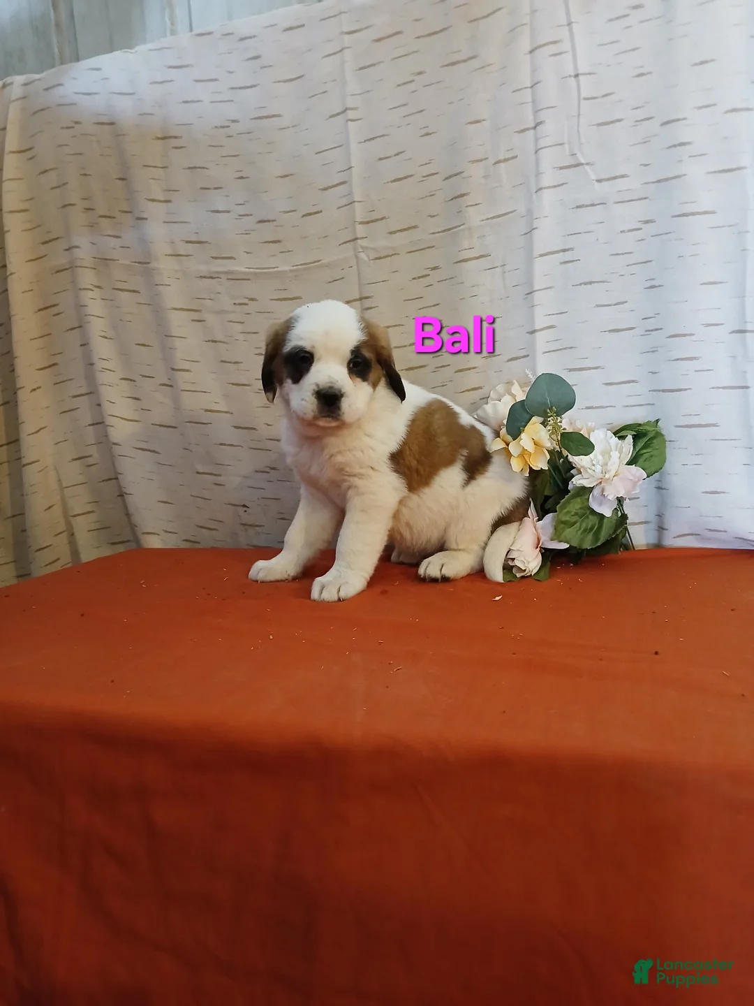 Saint Bernard dogs for sale: Bali - Ad 1