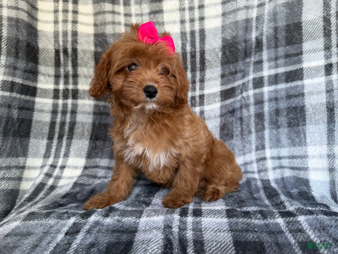 Cavapoo dogs for sale: Raven - Ad 6