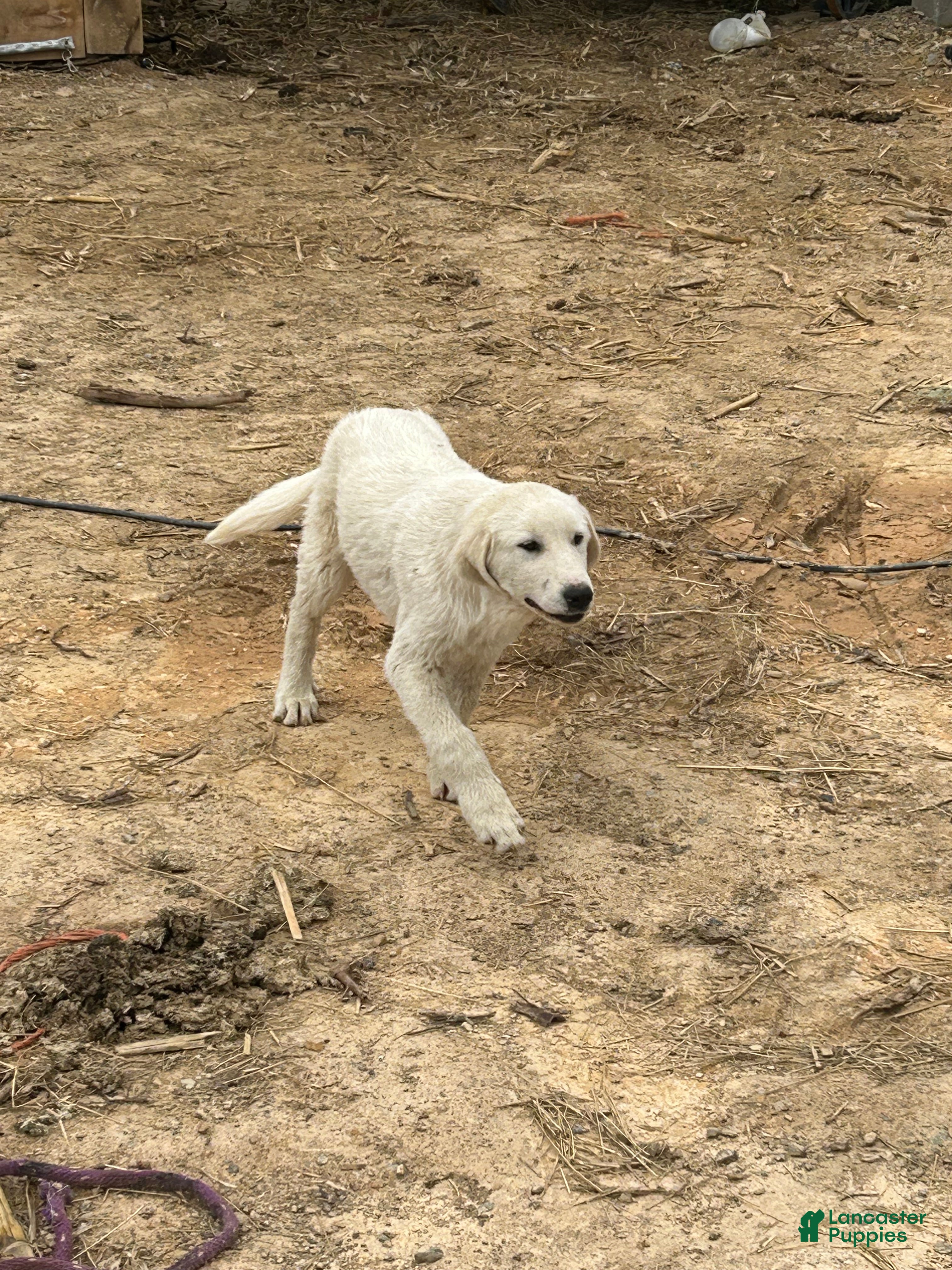 Mixed Breed dogs Jamie - Ad 1