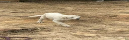Mixed Breed dogs for sale: Jamie - Ad 1