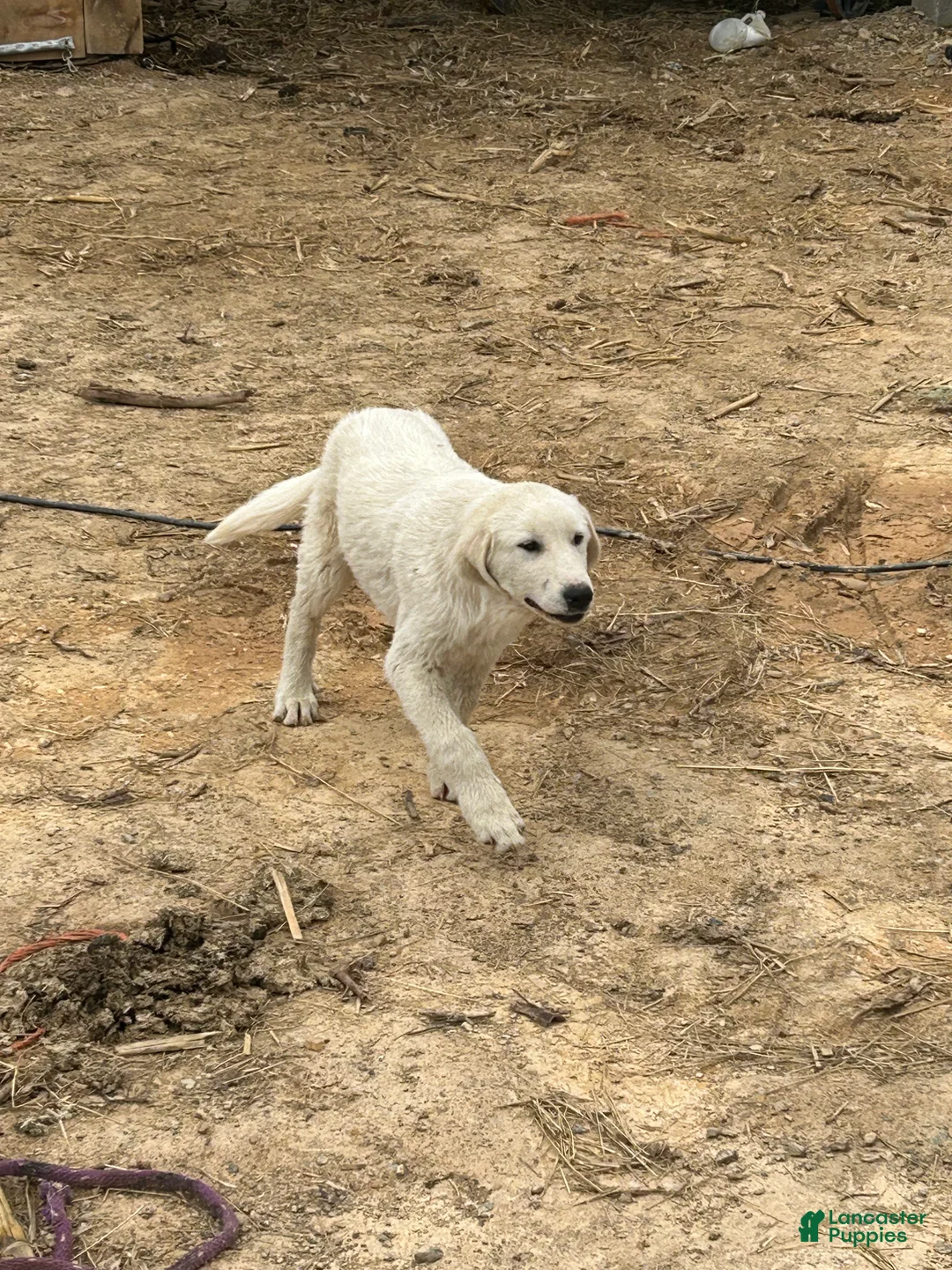 Mixed Breed dogs for sale: Jamie - Ad 1