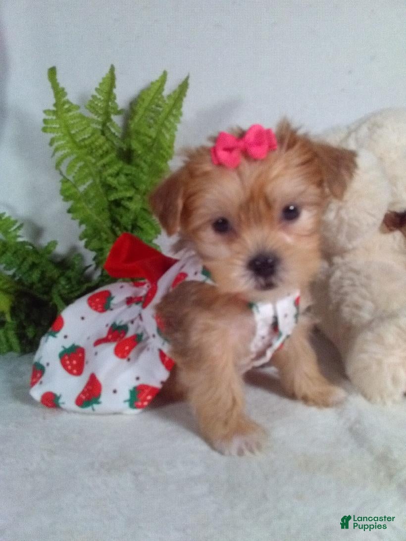 Shorkie dogs Pumpkin - Ad 2