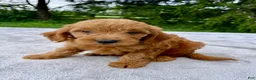 Goldendoodle dogs for sale: Harlow medium sized - Ad 2
