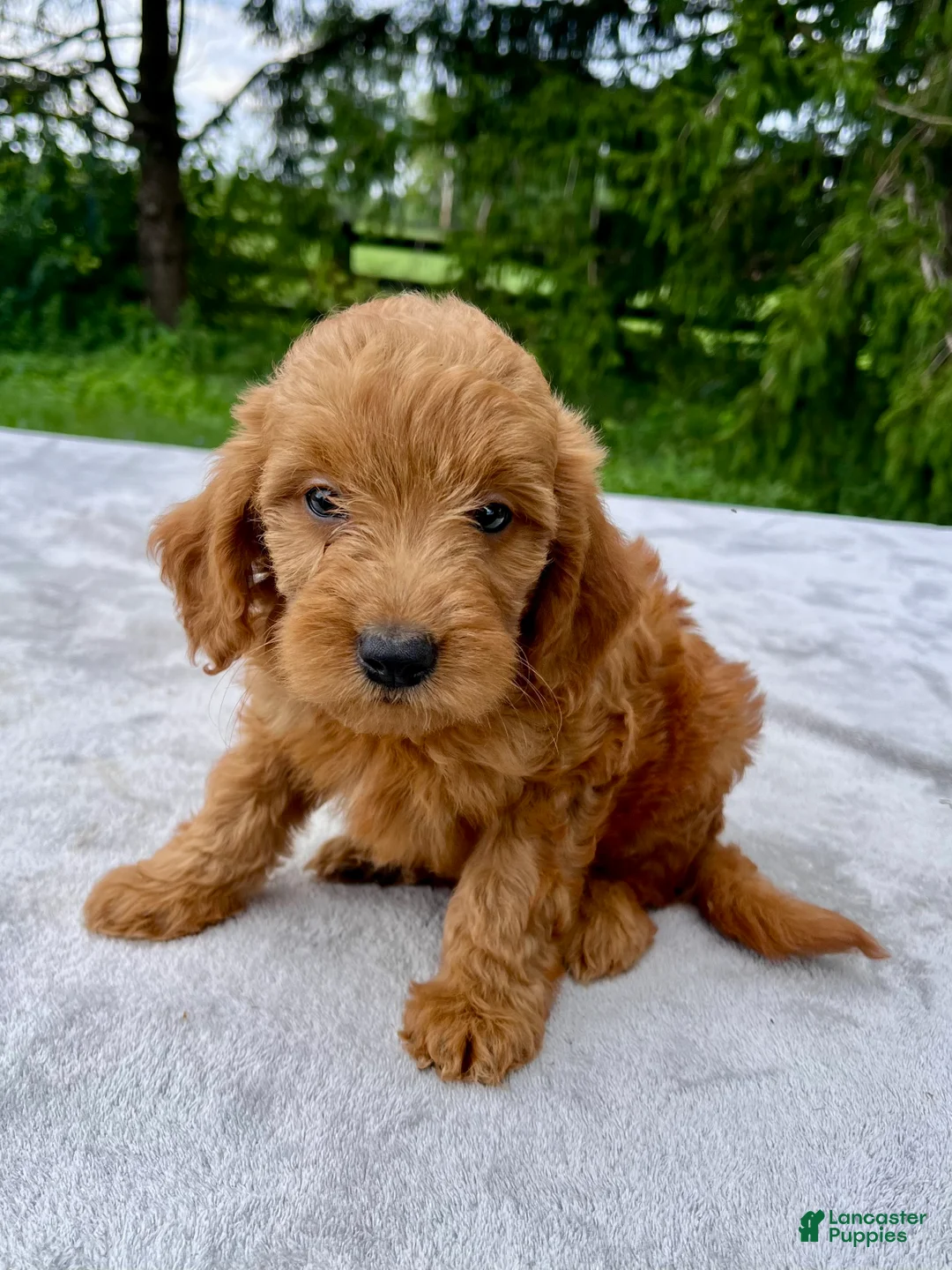 Goldendoodle dogs for sale: Harlow medium sized - Ad 2