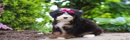 Mini Bernedoodle dogs for sale: Claire - Ad 3
