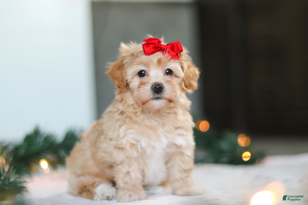 Havapoo dogs for sale: Reese - Ad 3