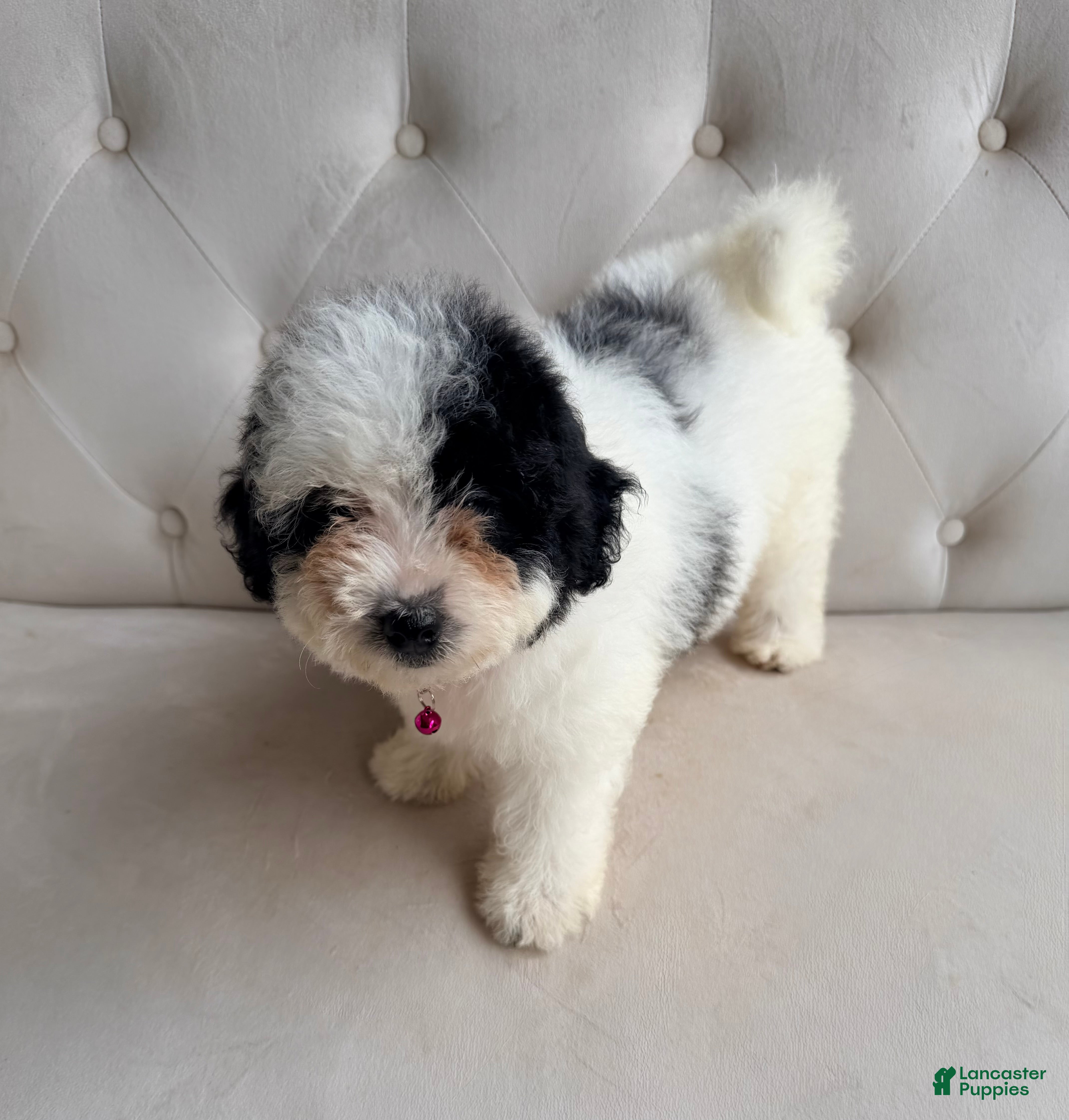 Mini Bernedoodle dogs Iris- Mini Bernedoodle - Ad 1