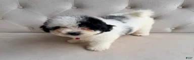 Iris- Mini Bernedoodle