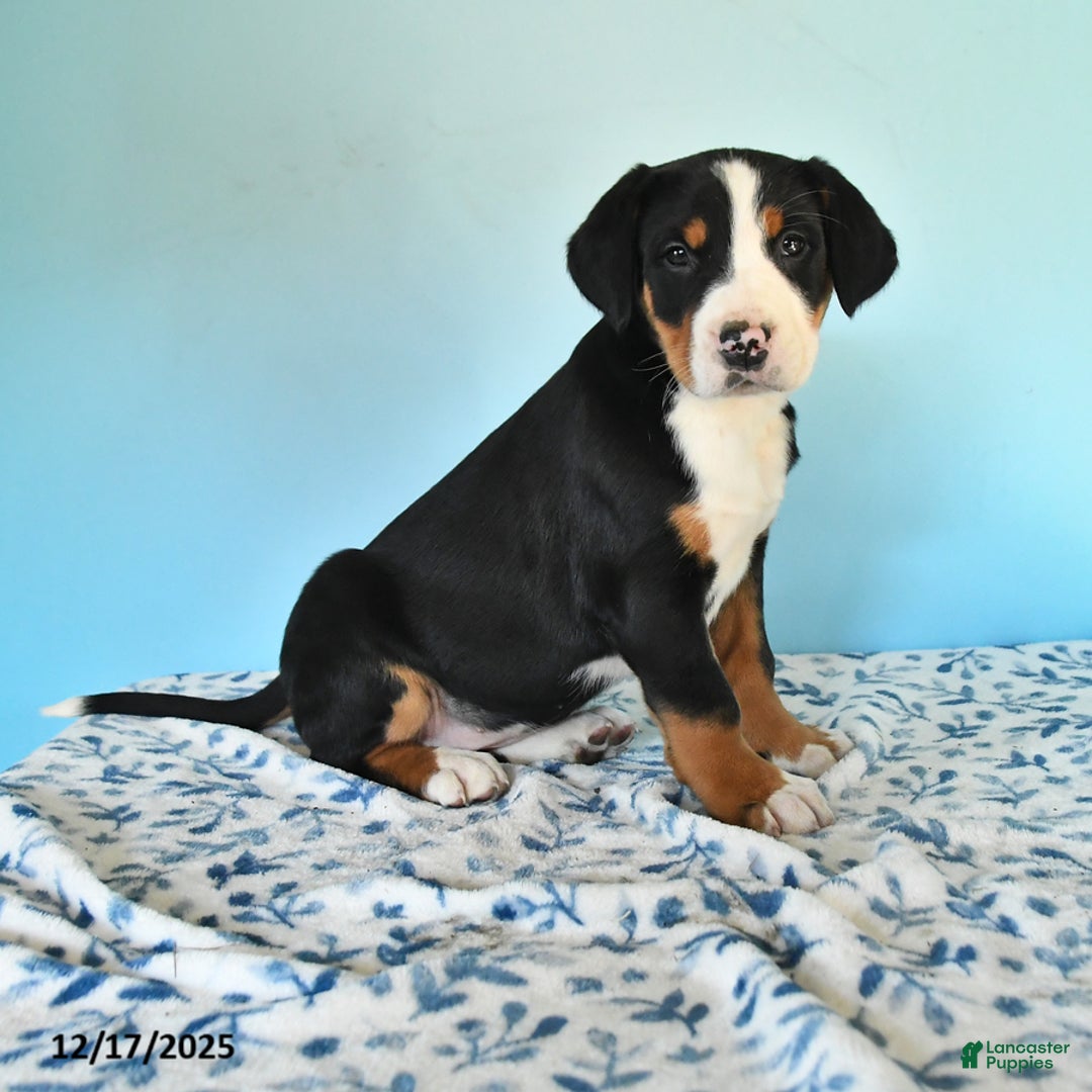 Mixed Breed dogs for sale: Brynn - Ad 1