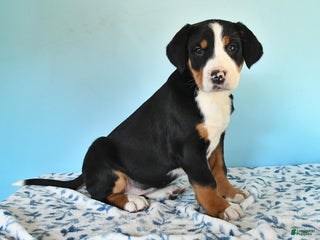 Mixed Breed dogs Brynn - Ad 17