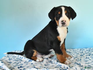 Mixed Breed dogs Brynn - Ad 7