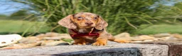 Miniature Dachshund dogs for sale: Buddy - Ad 8