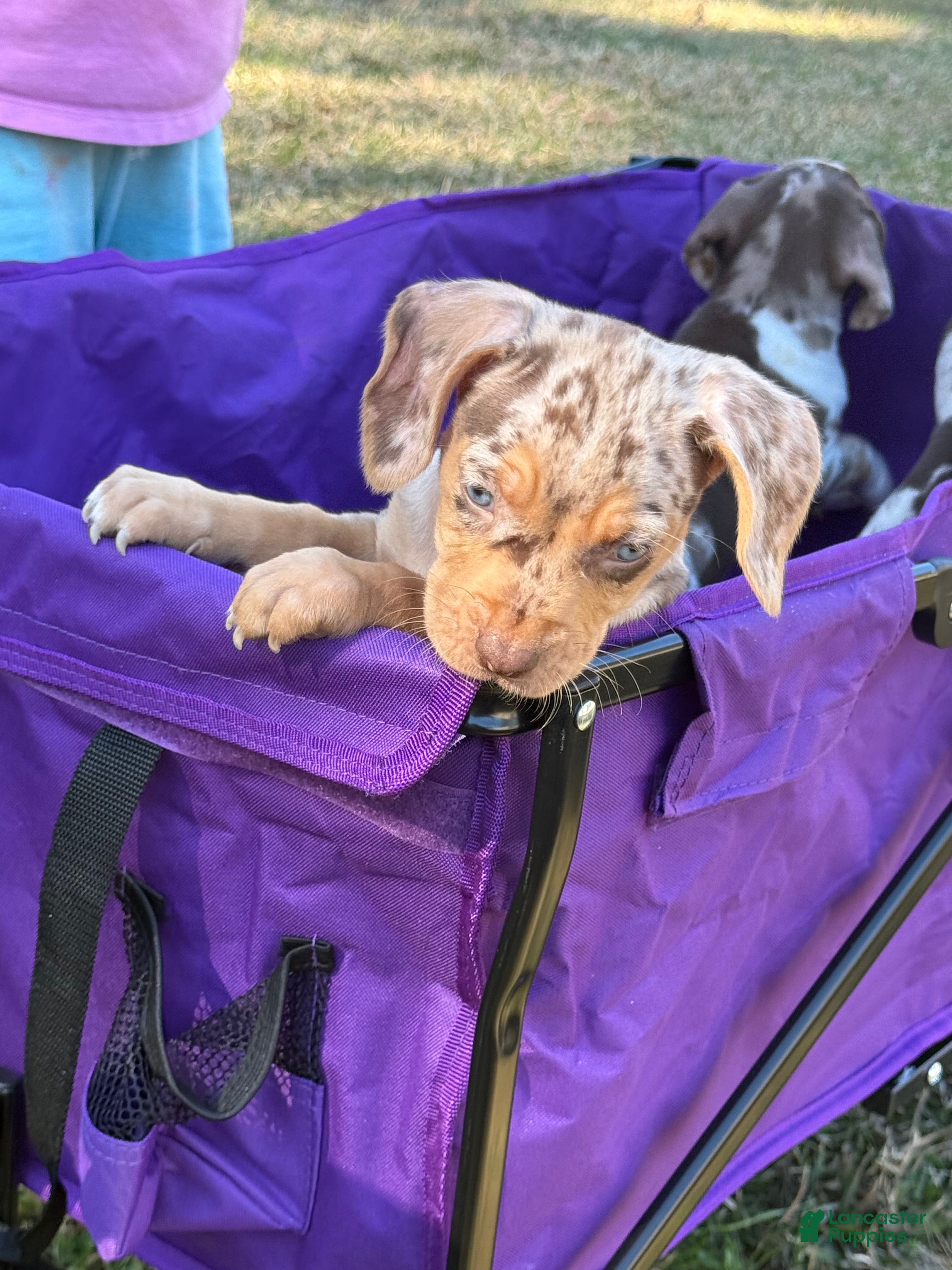 Catahoula Leopard Dog dogs Catahoula Leopard Dog Puppy 1 - Ad 1