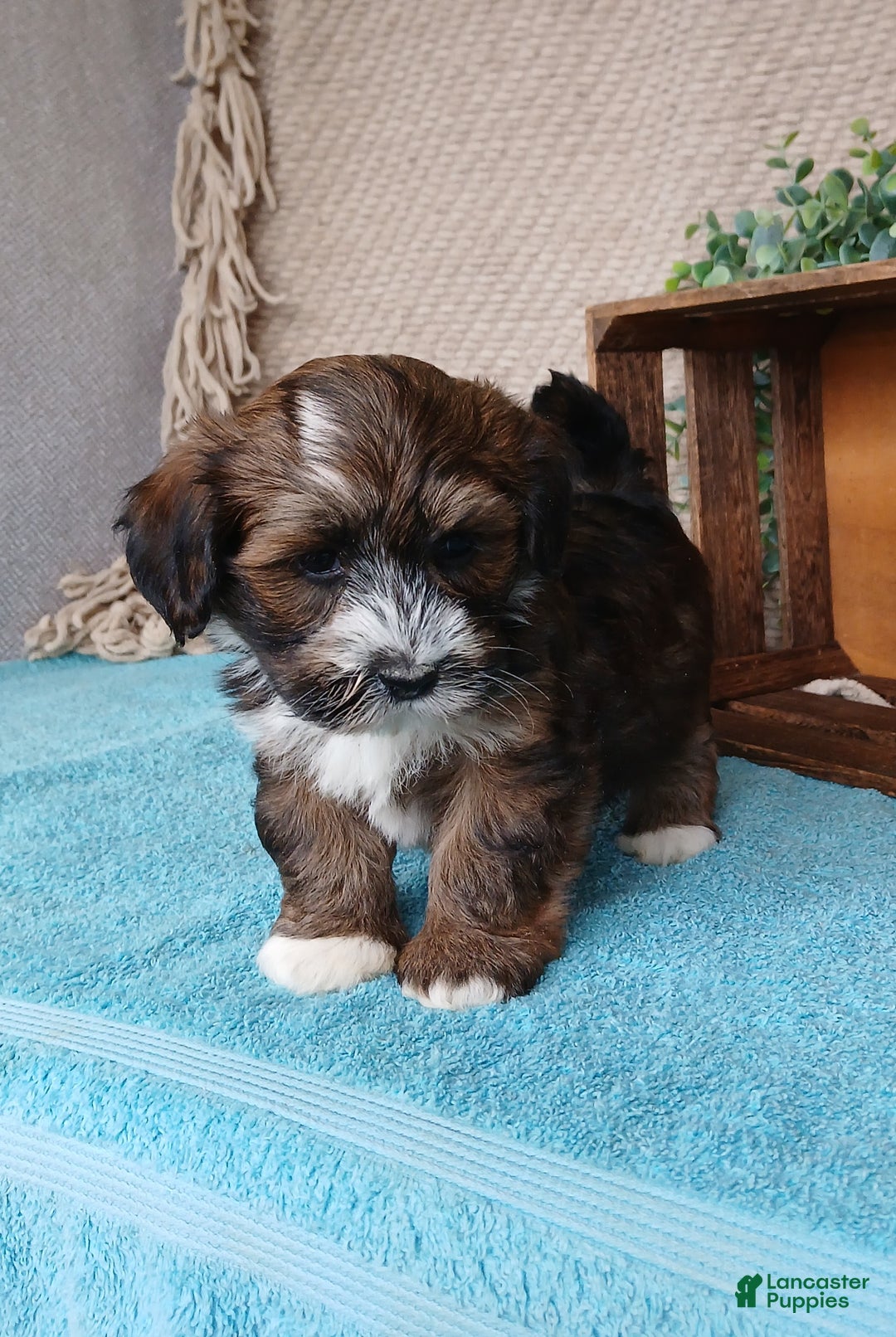 Havanese dogs for sale: Fern - Ad 3