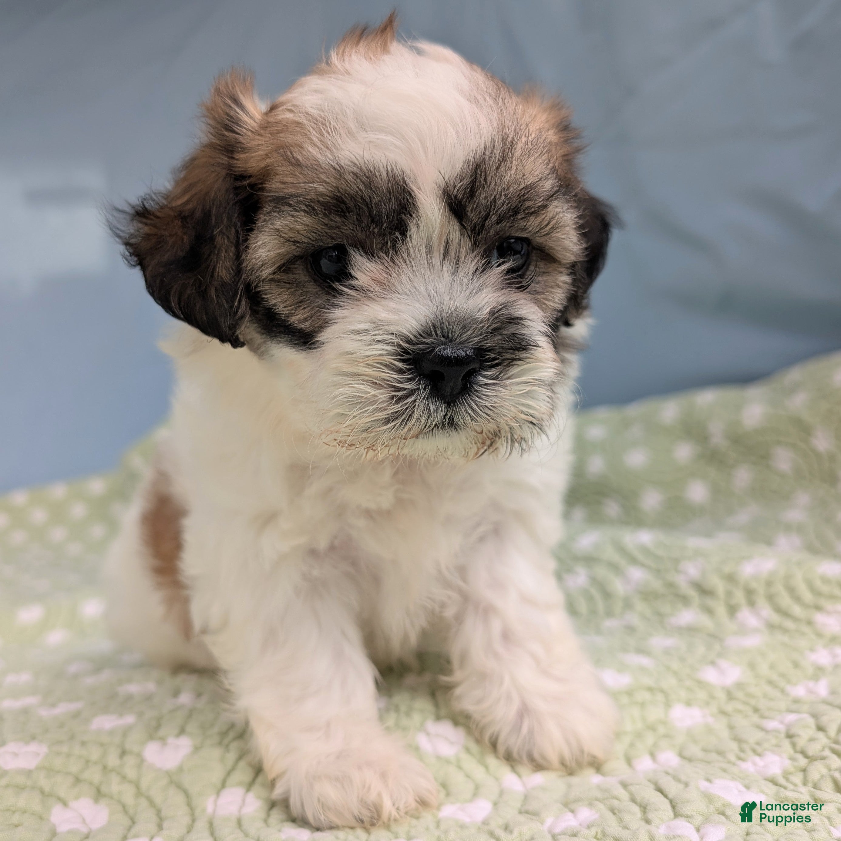 Bichon Frise Puppies for sale in Indiana Lancaster Puppies - Main Image