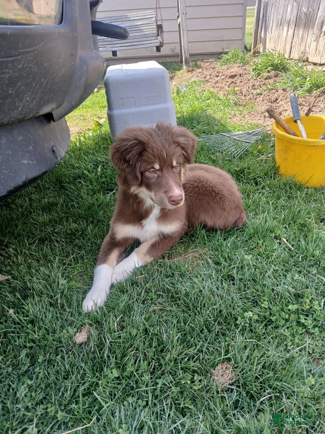 Australian Shepherd dogs for sale: Australian Shepherd Puppy Dakota - Ad 6