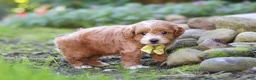 Maltipoo dogs for sale: Luca - Ad 5