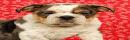 Beabull dogs for sale: Zeus - Ad 6
