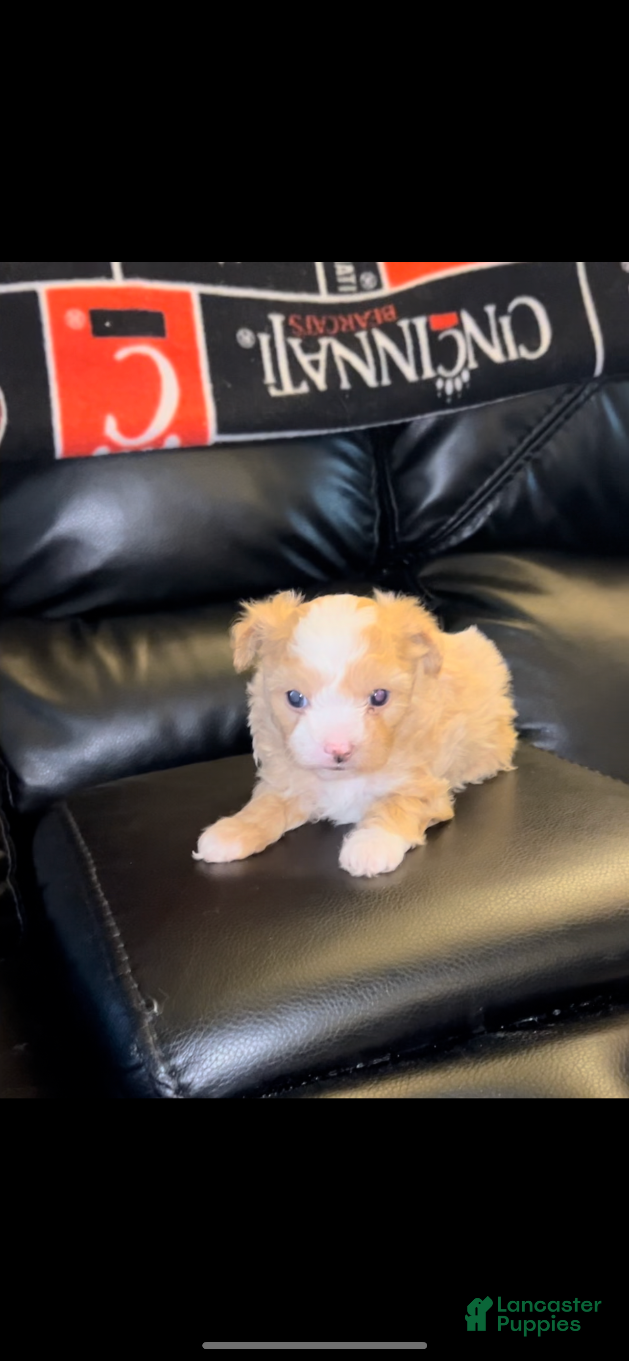 Maltipoo dogs Maltipoo Puppy 2 - Ad 30