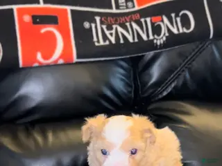 Maltipoo dogs Maltipoo Puppy 2 - Ad 30