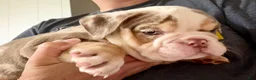 English Bulldog dogs for sale: Versace - Ad 100