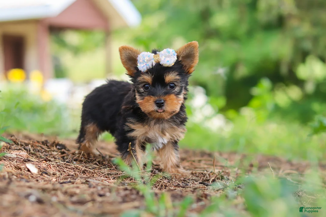 Yorkshire Terrier dogs for sale: Fiona - Ad 1