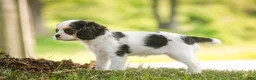 Cavalier King Charles Spaniel dogs for sale: Dottie - Ad 5