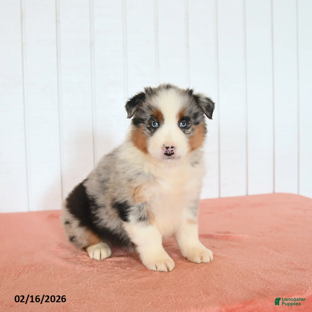 Australian Shepherd dogs for sale: Nova - Ad 3