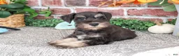 Miniature Schnauzer dogs for sale: Patrick - Ad 3