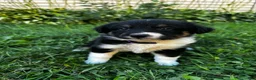 Australian Shepherd dogs for sale: Rosie - Ad 9