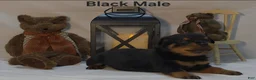 Rottweiler dogs for sale: Black - Ad 3