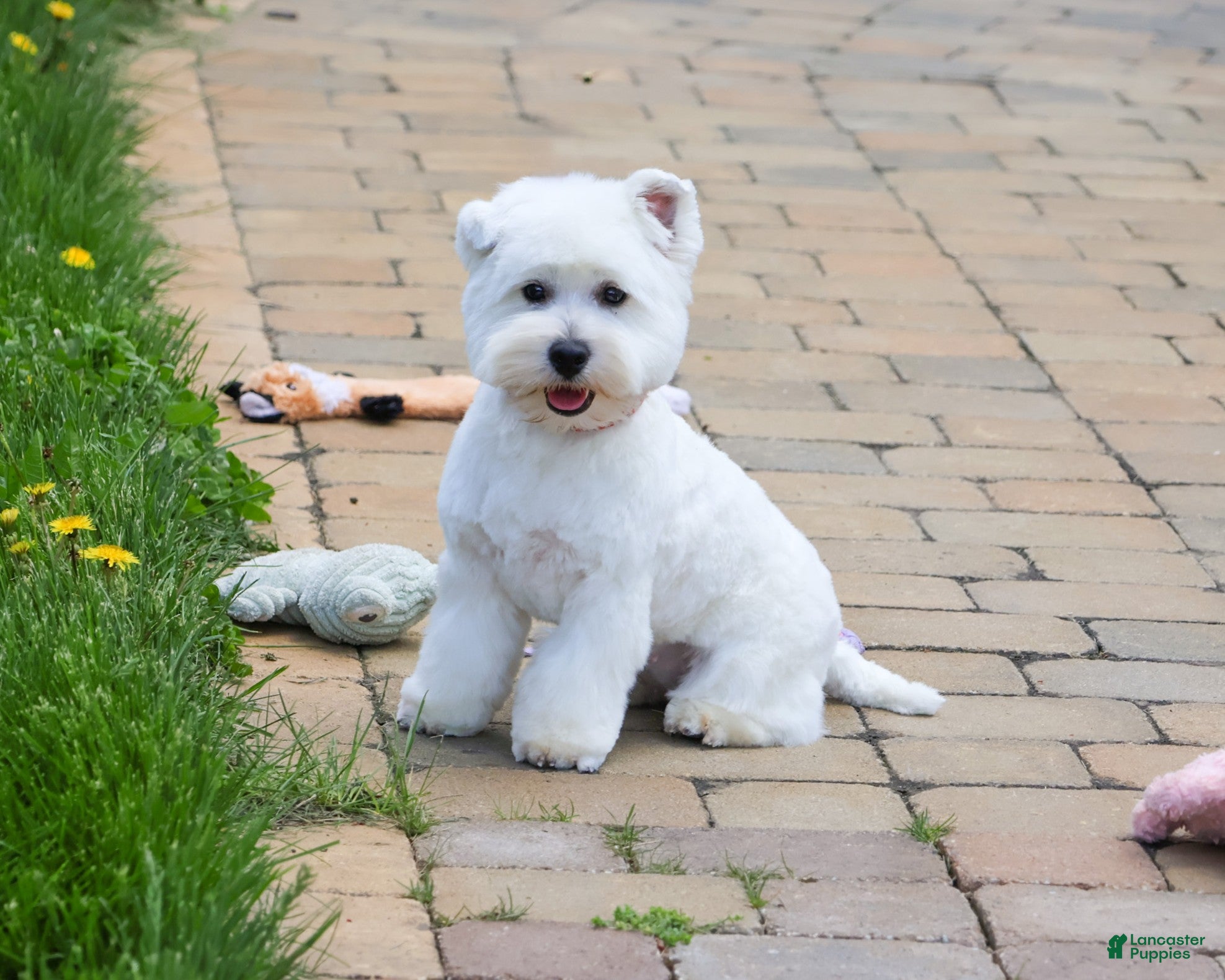 West Highland Terrier dogs Wren - Ad 1