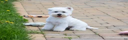 West Highland Terrier dogs for sale: Wren - Ad 1