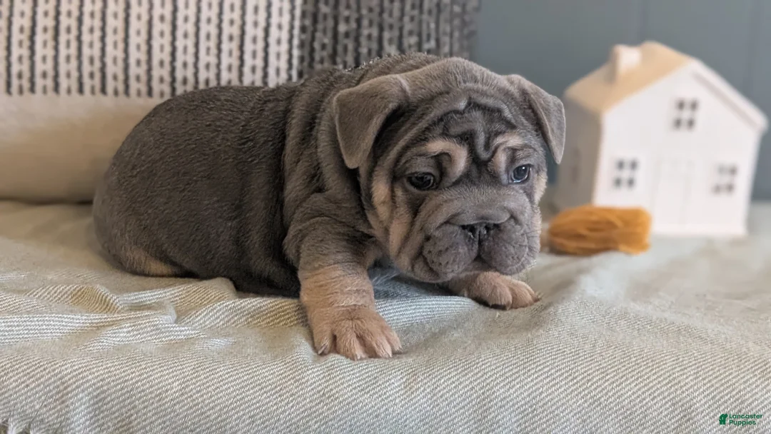 French Bulldog dogs for sale: Royce - Ad 6