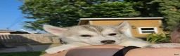 Siberian Husky dogs for sale: Siberian Husky Puppy 4 - Ad 1