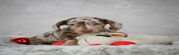 Miniature Dachshund dogs for sale: Hudson - Ad 3