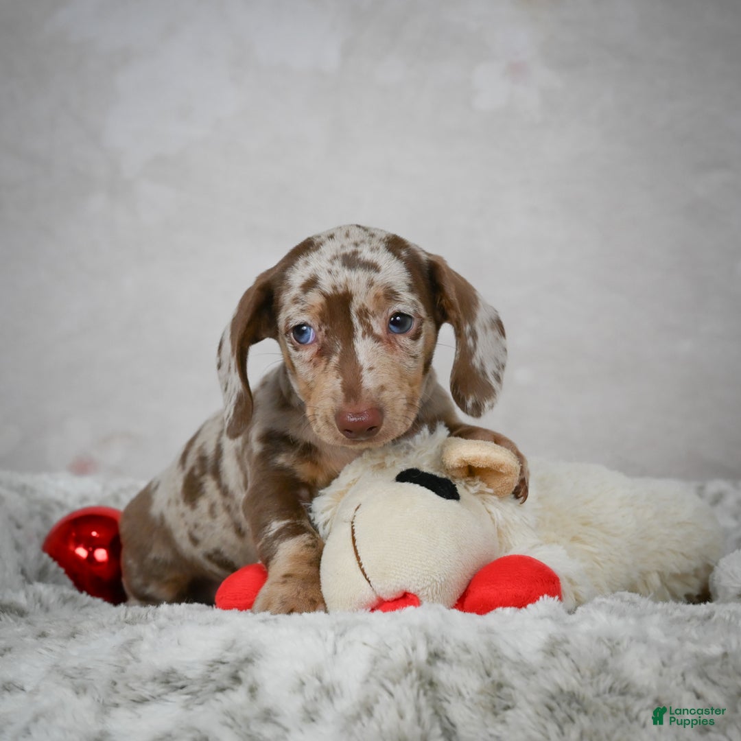 Miniature Dachshund dogs for sale: Hudson - Ad 3