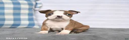 Boston Terrier dogs for sale: Rosie - Ad 5