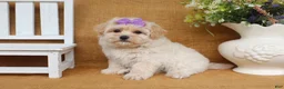 Maltipoo dogs for sale: Gwen - Ad 5