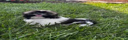 Shih Tzu dogs for sale: Shep - Ad 4