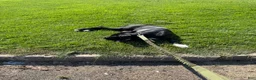 Great Dane dogs for sale: Dino - Ad 4