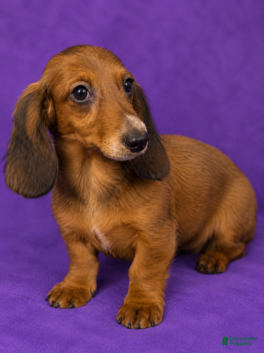 Miniature Dachshund dogs Miniature Dachshund 1 - Ad 5