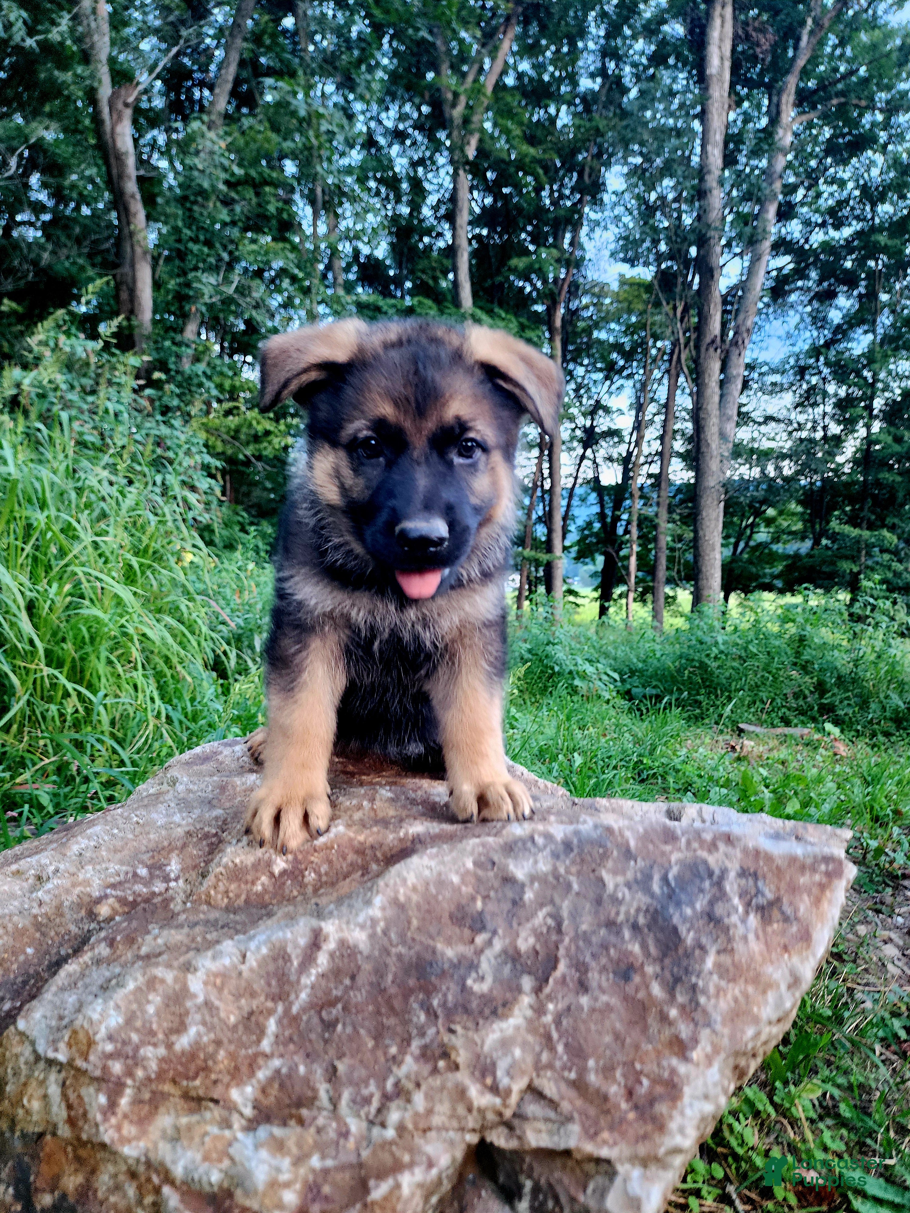 German Shepherd dogs  Thora - Ad 2