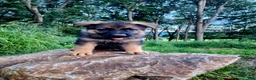 German Shepherd dogs for sale:  Thora - Ad 11