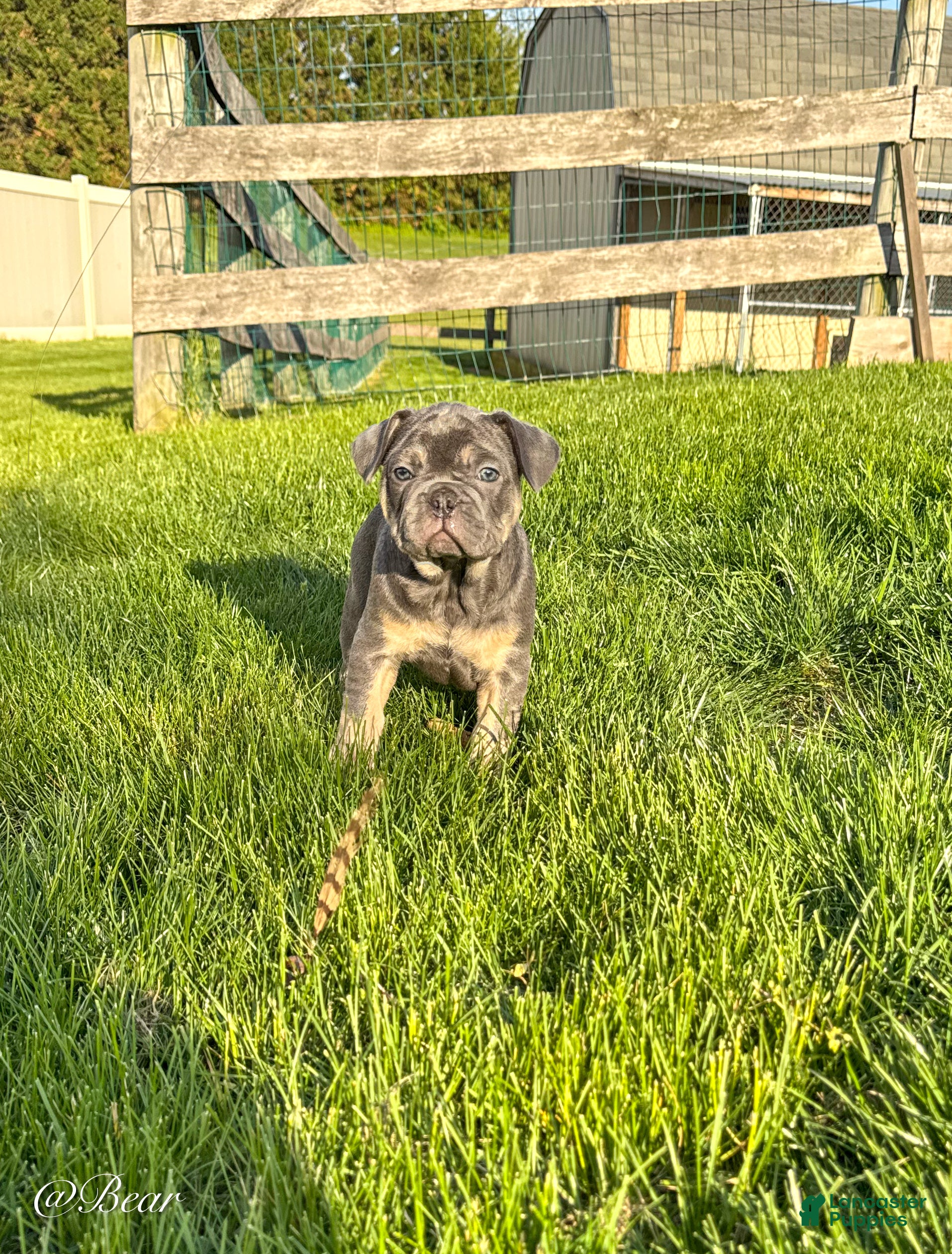 French Bulldog dogs for sale: Bear - Ad 4